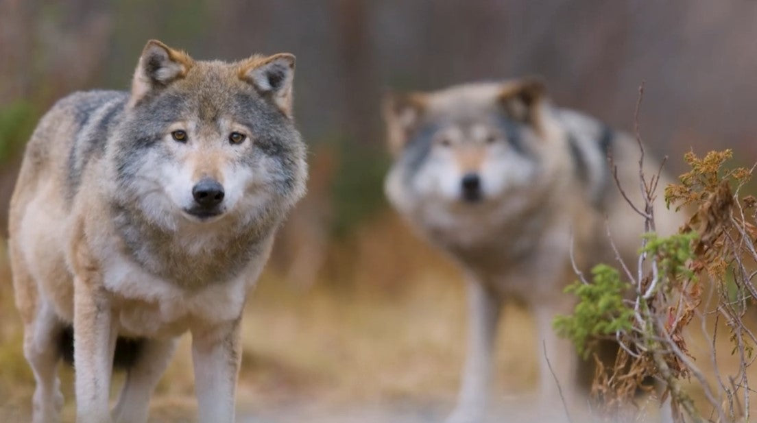 INTERNATIONAL WOLF DAY