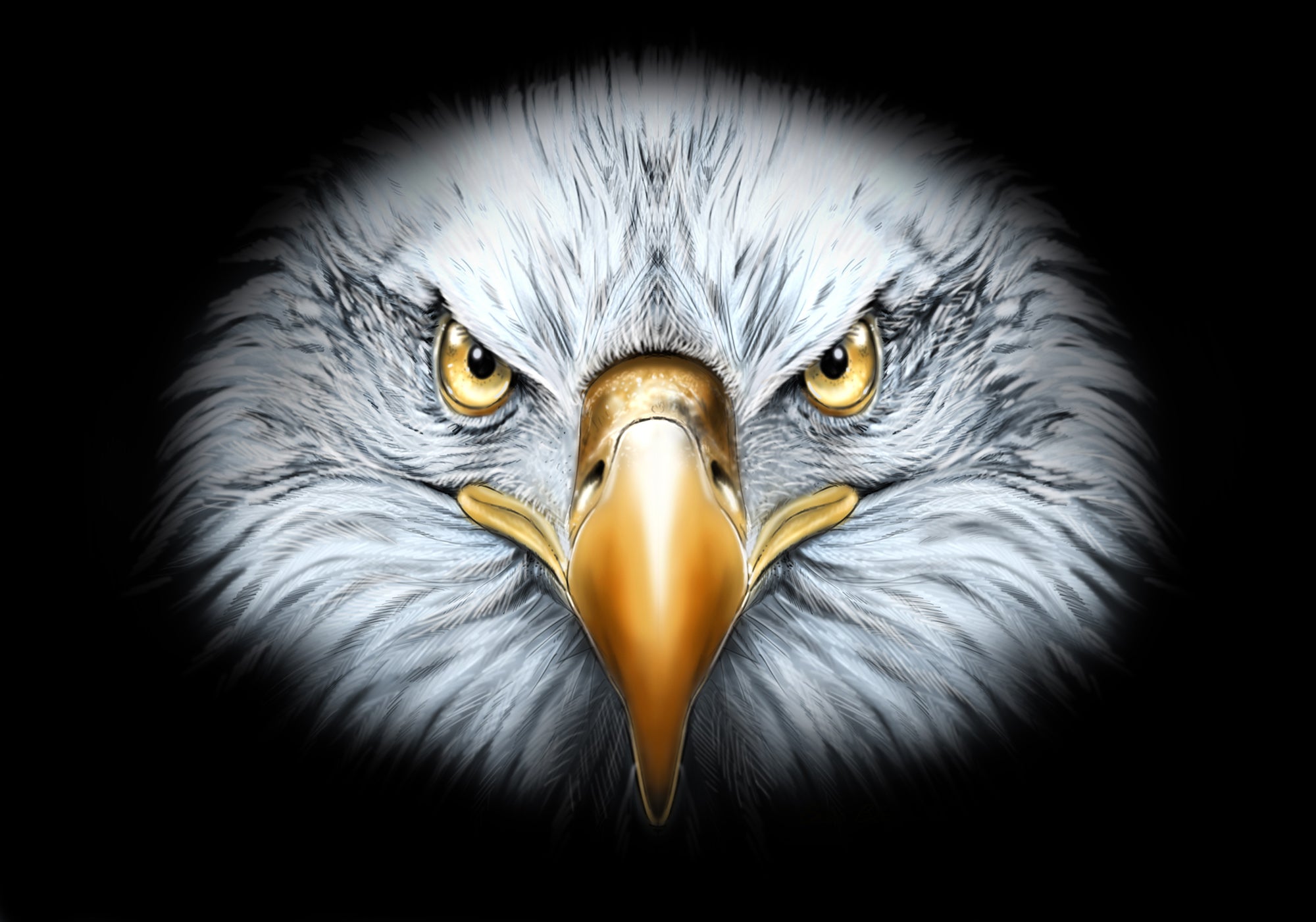 Adult Eagle Stare
