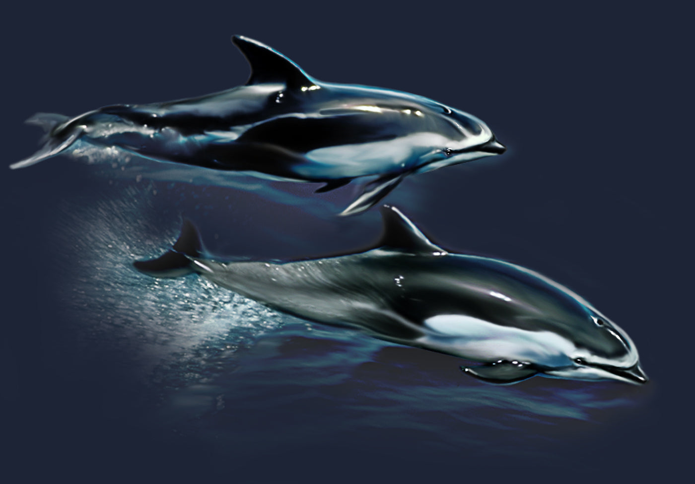 Pacific Dolphins- artwork featuring two dolphins swimming at the water surface