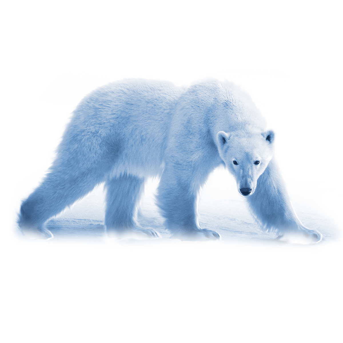 Adult Polar Majesty