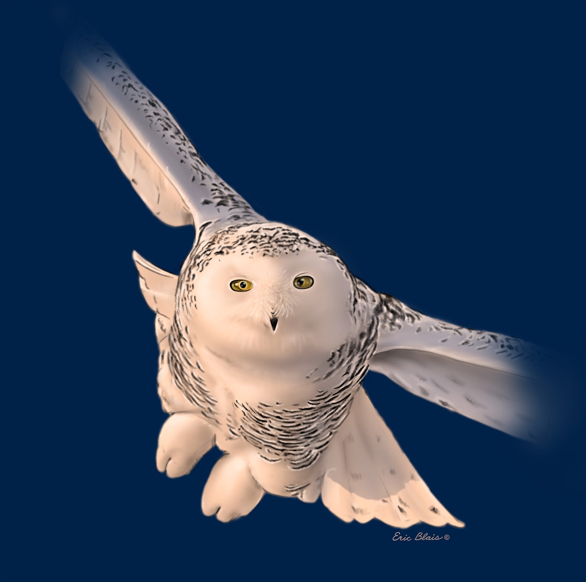 Adult Snowy Owl