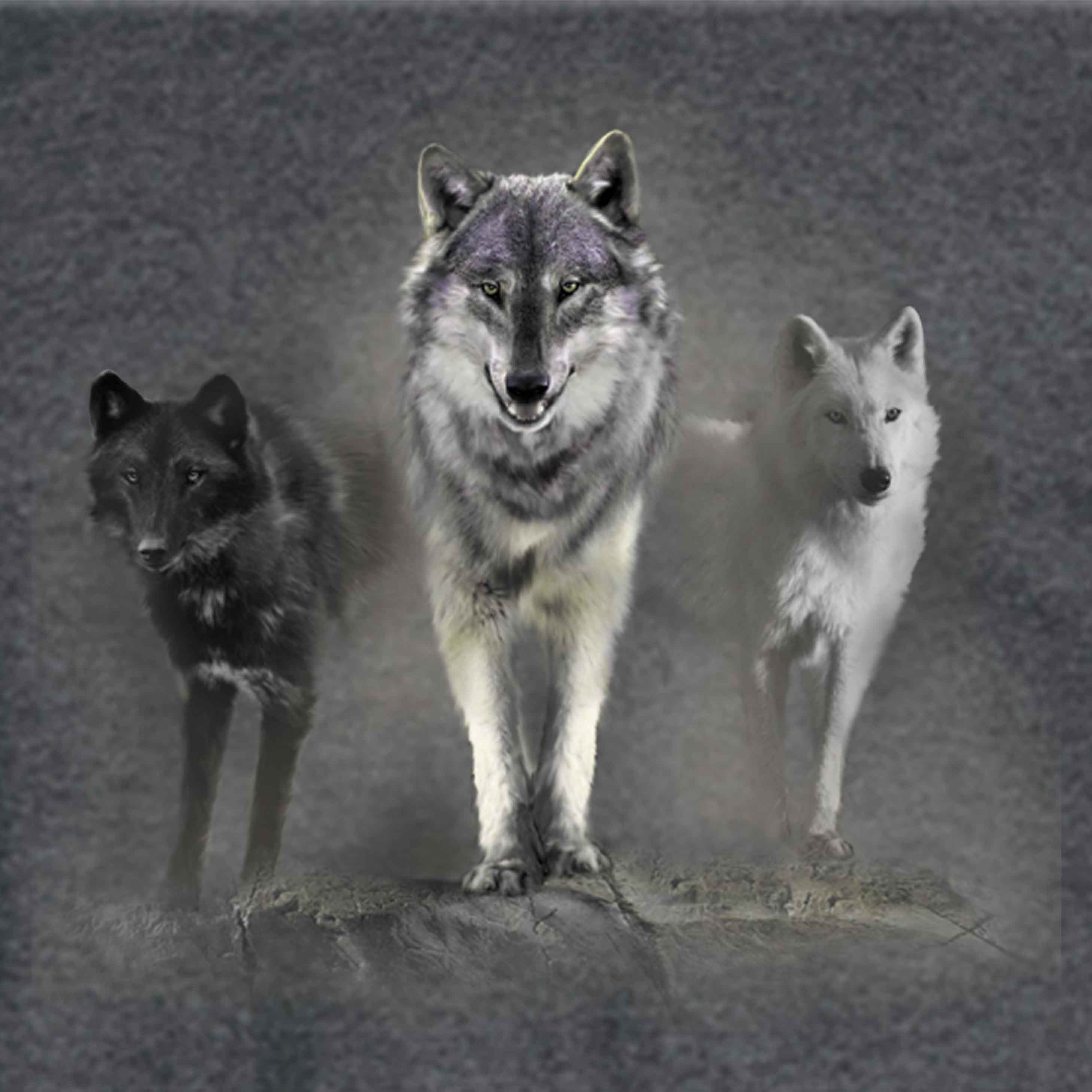 Wolf Tribute by Robert Campbell - painting of 3 wolves standing on a cliff looking out