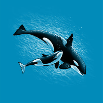 Mom & Baby Orca by Eric Blais - painting of mom & baby orca swimming together