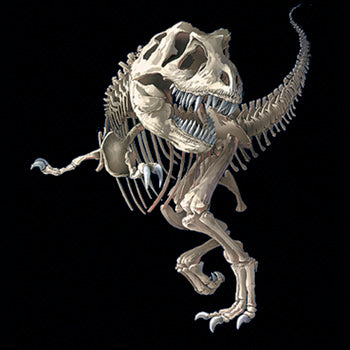 T-Bone - painting of a t-rex dinosaur skeleton